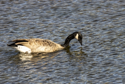 Canadian Goose Yellowstone NP 2024